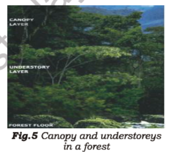 Class 7 Science Forests Our Lifeline Advanced Notes