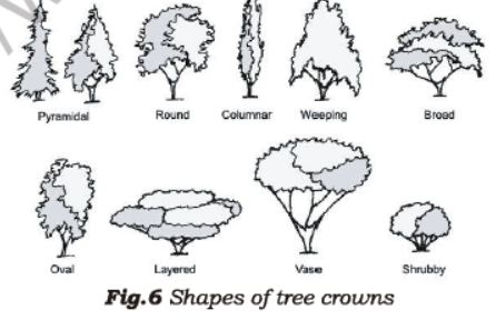 Class 7 Science Forests Our Lifeline Advanced Notes