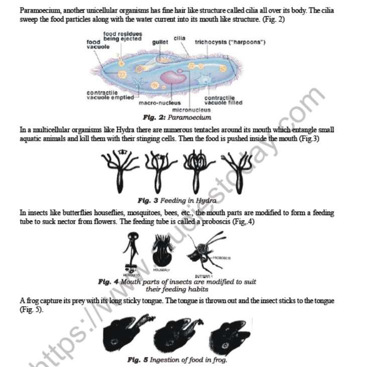 Class 7 Science Nutrition in Animals Notes
