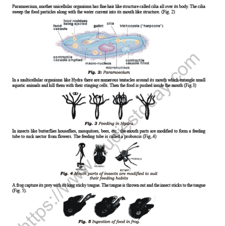 Class 7 Science Motion and Time Advanced Notes