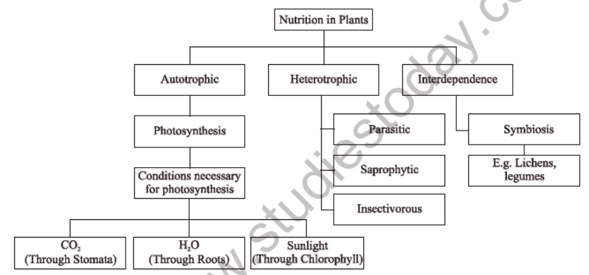 Class 7 Science Nutrition in Plants Advanced Notes