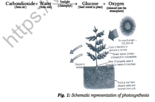 Class 7 Science Nutrition in Plants Advanced Notes