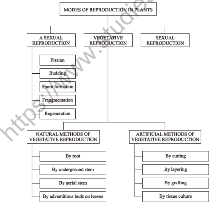 Class 7 Science Reproduction in Plants Advanced Notes