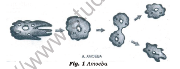 Class 7 Science Reproduction in Plants Advanced Notes