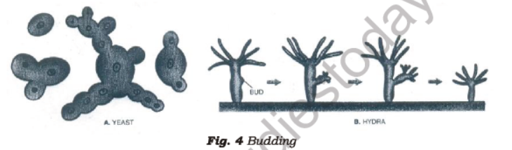 Class 7 Science Reproduction in Plants Advanced Notes