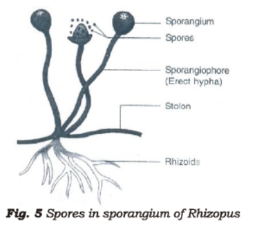 Class 7 Science Reproduction in Plants Advanced Notes