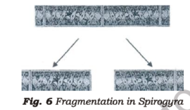 Class 7 Science Reproduction in Plants Advanced Notes