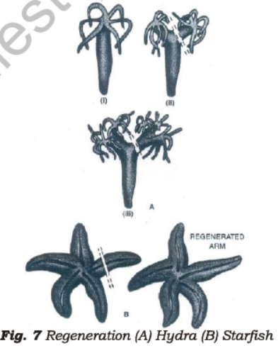 Class 7 Science Reproduction in Plants Advanced Notes