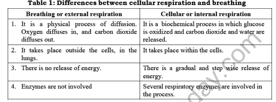 Class 7 Science Respiration in Plants and Animals Notes