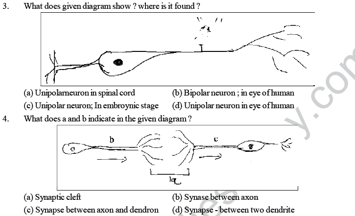 NEET UG Biology Neural Control and Coordination in Animals MCQs-