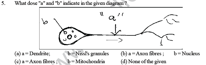 NEET UG Biology Neural Control and Coordination in Animals MCQs-1