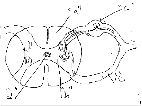 NEET UG Biology Neural Control and Coordination in Animals MCQs-10