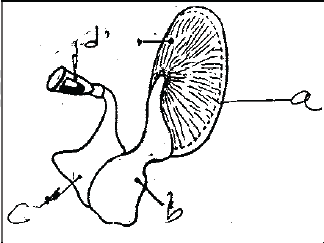 NEET UG Biology Neural Control and Coordination in Animals MCQs-13