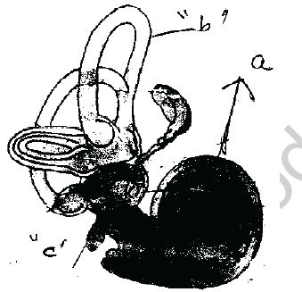 NEET UG Biology Neural Control and Coordination in Animals MCQs-14