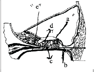 NEET UG Biology Neural Control and Coordination in Animals MCQs-15