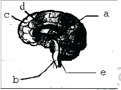 NEET UG Biology Neural Control and Coordination in Animals MCQs-8