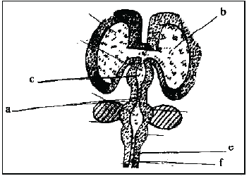 NEET UG Biology Neural Control and Coordination in Animals MCQs-9