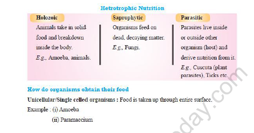 CBSE Class 10 Biology Heterotrophic Nutrition Worksheet Set A 1