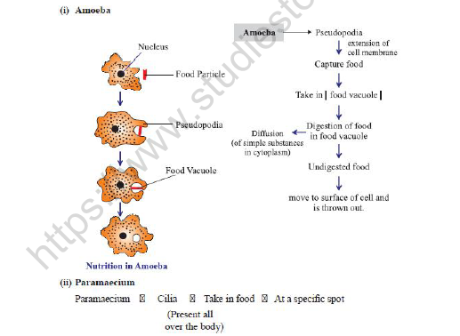 CBSE Class 10 Biology Heterotrophic Nutrition Worksheet Set A 2