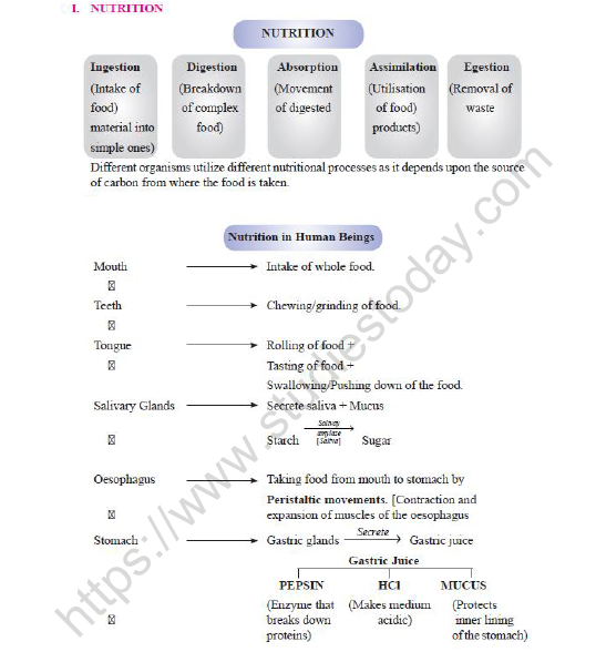 CBSE Class 10 Biology Heterotrophic Nutrition Worksheet Set A
