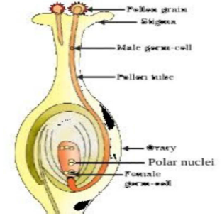 CBSE Class 10 Biology How Do Organisms Reproduce Worksheet Set A