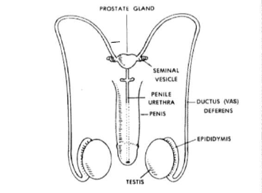 CBSE Class 10 Biology How Do Organisms Reproduce Worksheet Set B