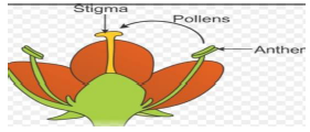 CBSE Class 10 Biology How Do Organisms Reproduce Worksheet Set B