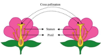 CBSE Class 10 Biology How Do Organisms Reproduce Worksheet Set B