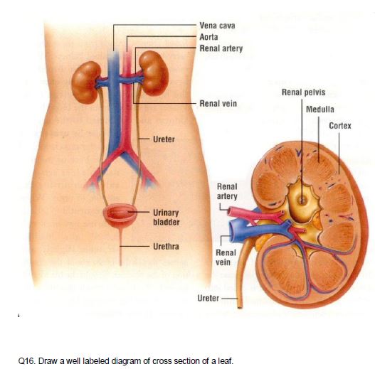 CBSE Class 10 Biology Life Processes Notes 