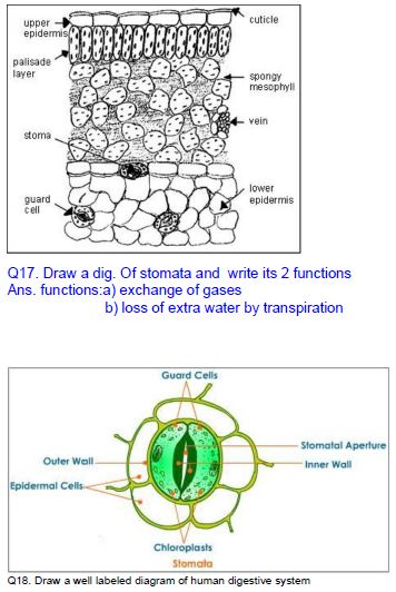 CBSE Class 10 Biology Life Processes Notes 