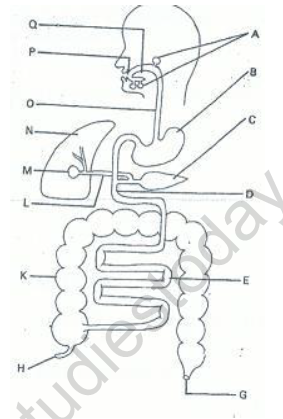 CBSE Class 10 Biology Life Processes Nutrition Worksheet Set B 2