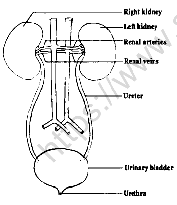 CBSE Class 10 Biology Life Processes Reference Materials Worksheet 1