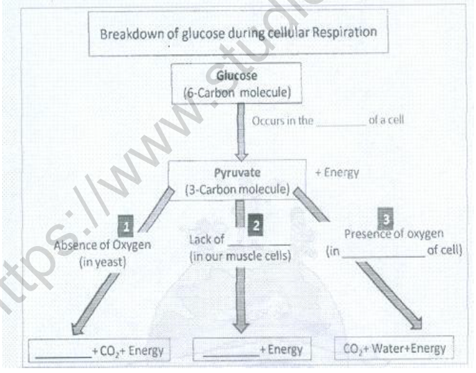 CBSE Class 10 Biology Life Processes Respiration Worksheet Set D 2