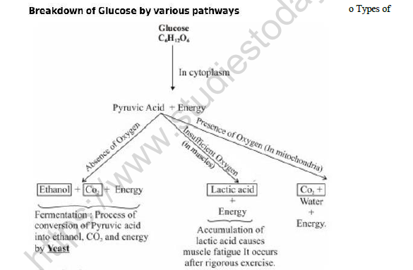CBSE Class 10 Biology Life ProcessesRespiration In Animals Worksheet 1