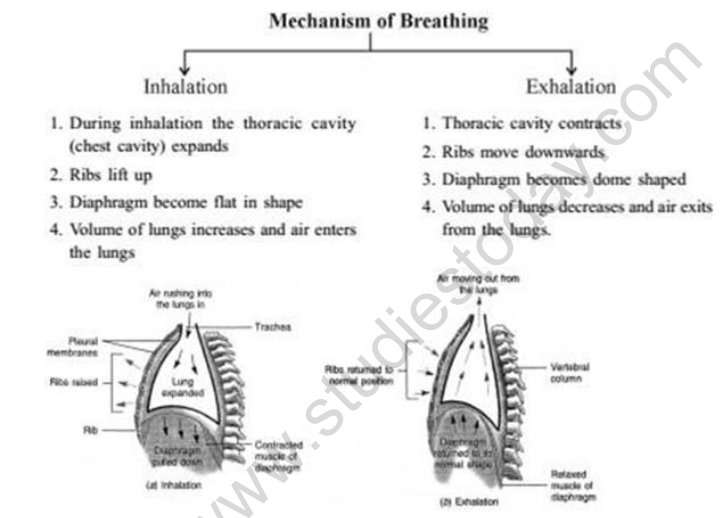 CBSE Class 10 Biology Life ProcessesRespiration In Animals Worksheet 3