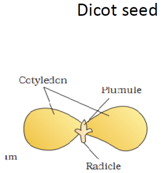 CBSE Class 10 Science Biology Slides