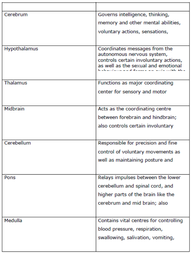 CBSE Class 10 Science Control And Coordination Notes Set A