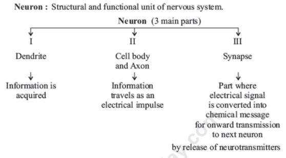 CBSE Class 10 Science Control And Coordination Notes Set C