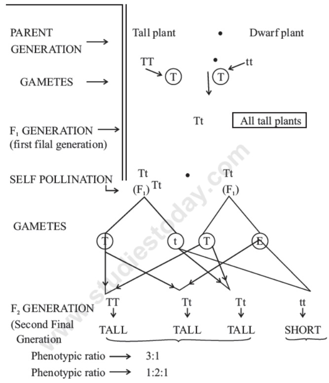 CBSE Class 10 Science Heredity And Evolution Notes Set C