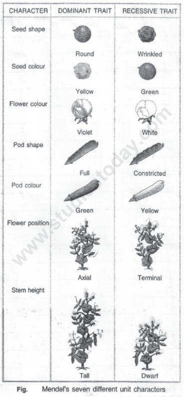 CBSE Class 10 Science Heredity And Evolution Notes Set C