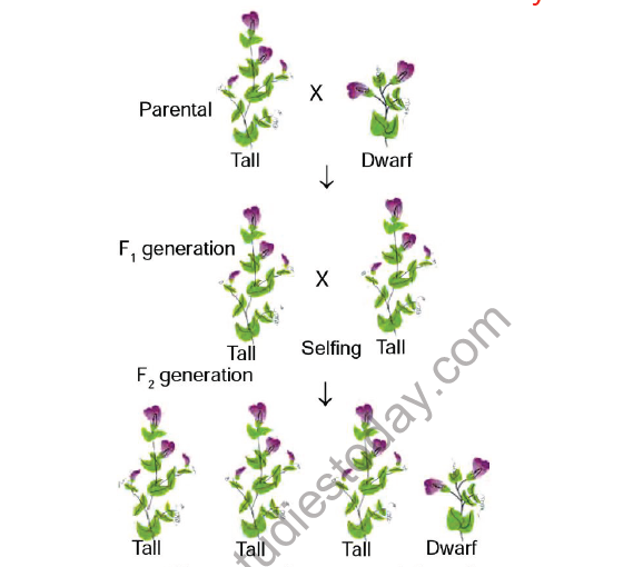 CBSE Class 10 Science Heredity and evolution Notes