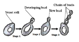 CBSE Class 10 Science Practical Based Questions