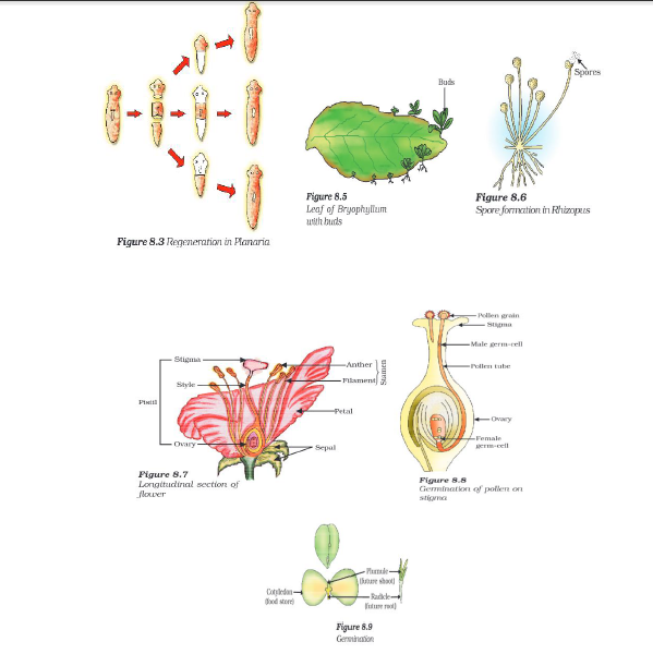 CBSE Class 10 Science How Do Organisms Reproduce