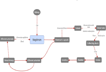 CBSE Class 10 Science-Life Processes