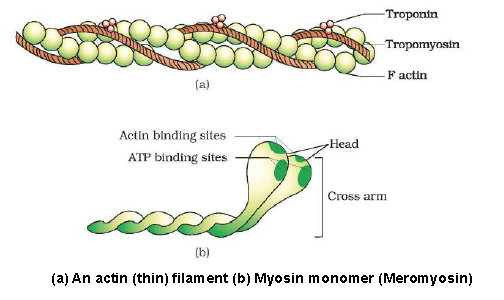 Please click the link below to download CBSE Class 11 Biology Locomotion and Movement Revision Notes.