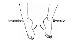 Please click the link below to download CBSE Class 11 Biology Locomotion and Movement Revision Notes.