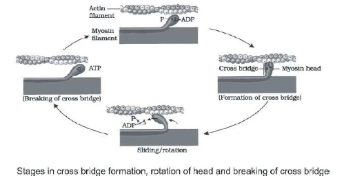 Please click the link below to download CBSE Class 11 Biology Locomotion and Movement Revision Notes.