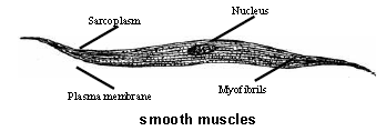 Please click the link below to download CBSE Class 11 Biology Locomotion and Movement Revision Notes.