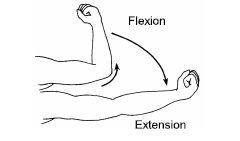 Please click the link below to download CBSE Class 11 Biology Locomotion and Movement Revision Notes.