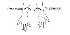 Please click the link below to download CBSE Class 11 Biology Locomotion and Movement Revision Notes.